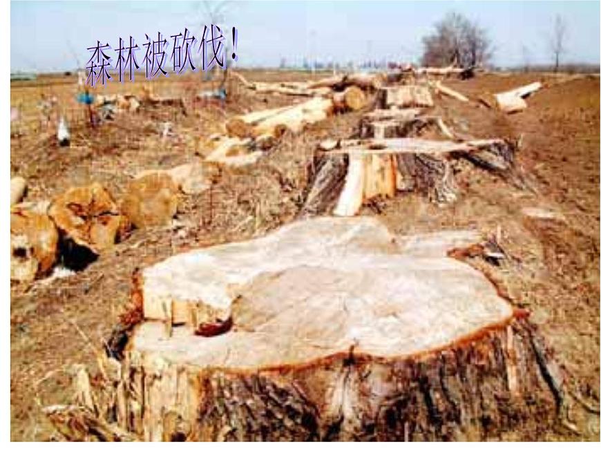 人教版音樂三年級下冊《森林的故事》課件3第6頁