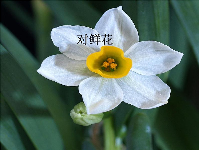 人教新课标三年级上册音乐第六单元 对鲜花 1-课件(共10张PPT)01