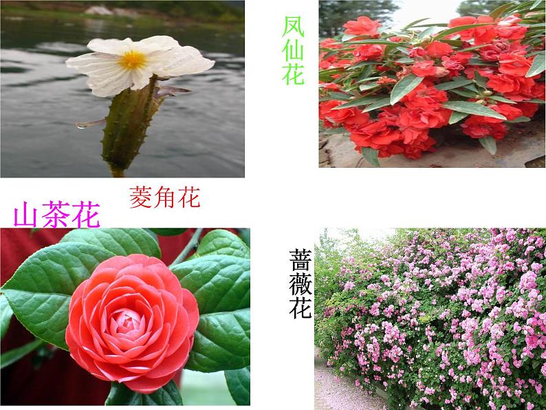 人教新课标三年级上册音乐第六单元 对鲜花 1-课件(共10张PPT)04