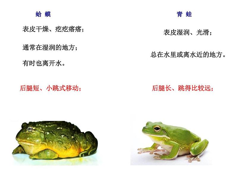 花城版小学音乐三年级上册9.1 歌曲《数蛤蟆》课件(8张)02