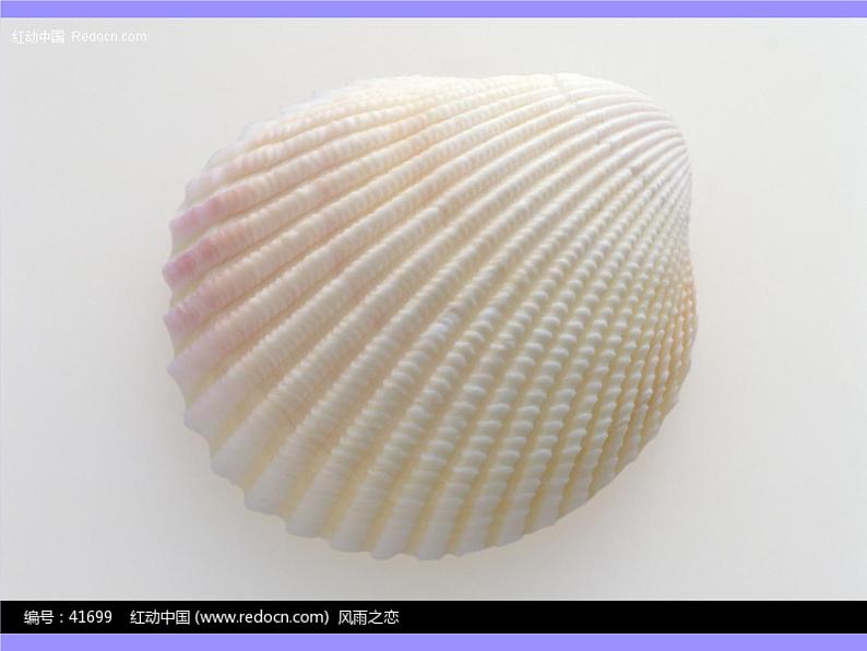 三年级下册 第五单元 七彩的生活 贝壳之歌课件PPT第5页
