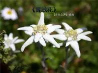 花城版小学音乐五年级上册 9.5 雪绒花 课件（8张）