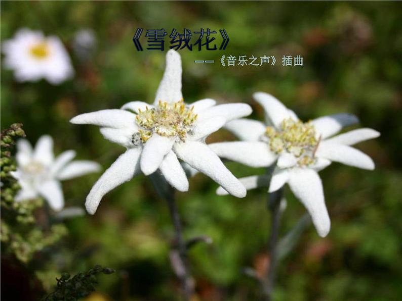 花城版小学音乐五年级上册 9.5 雪绒花 课件(8张)01