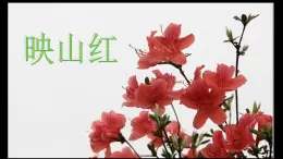 花城版小学音乐五年级下册第1课 闪闪的红星《映山红》课件（12张）