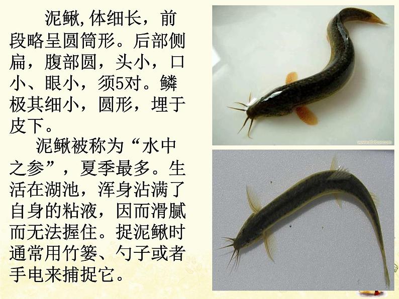 水花花,泥巴巴PPT课件免费下载01
