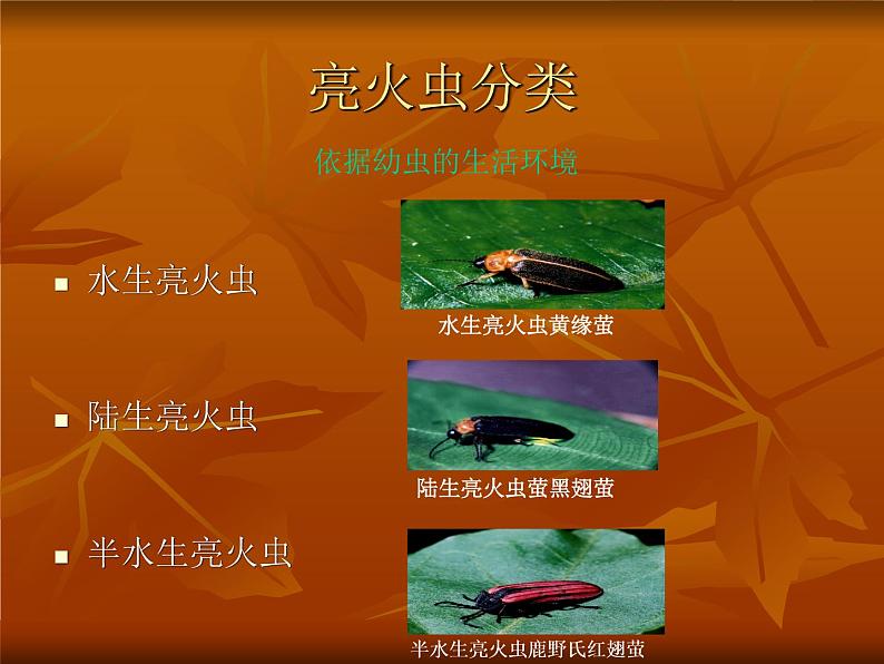 萤火虫的介绍第2页
