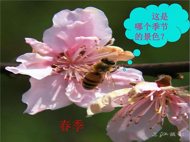 音乐 人音版(简谱)三年级上册 第1课 捉迷藏(3)(课件)第2页