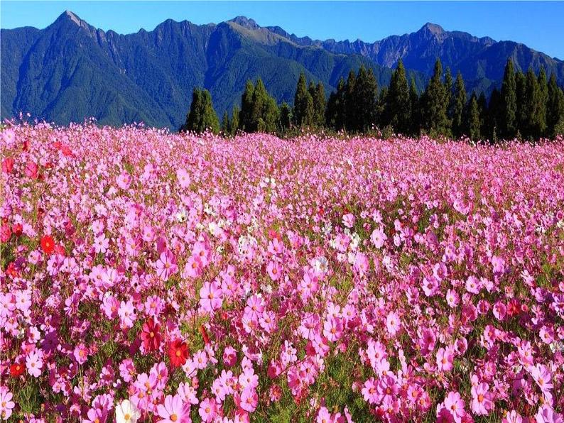 音乐 人音版(简谱)四年级上册 第一课 采一束鲜花(课件)第3页