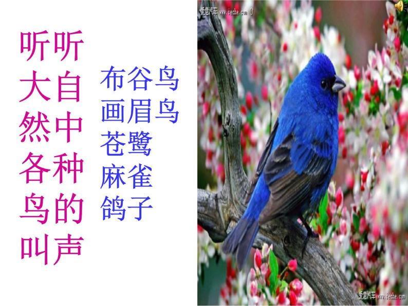湘艺版音乐二年级上册第九课 （演唱）白鸽 课件 教案05