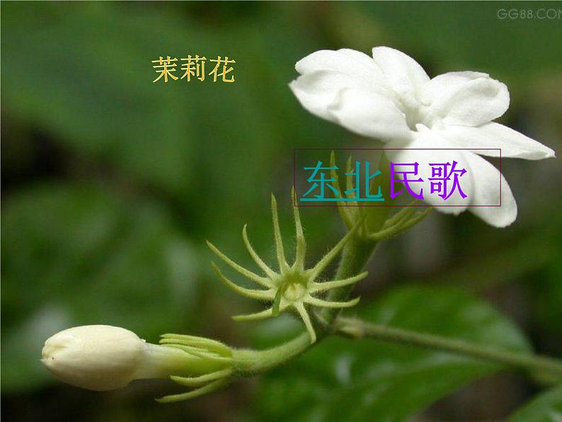 小学音乐课件-2.歌曲-江苏民歌-茉莉花-|花城版--(共38张PPT)ppt课件第2页