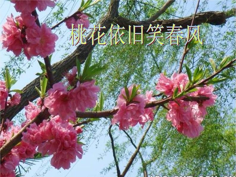 小学【课件】4《春天举行音乐会》三年级下册音乐-人音版(五线谱)(共18张PPT)第8页