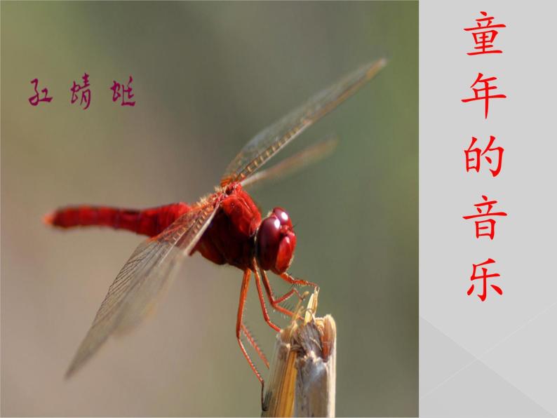 小学音乐红蜻蜓-课件-(5)PPT02