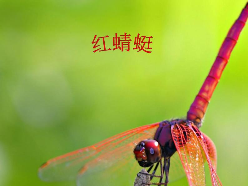 小学音乐红蜻蜓-课件-(4)PPT03