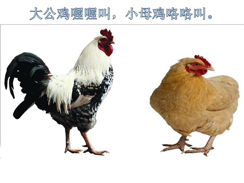 小学音乐小鸡的一家-课件ppt课件03