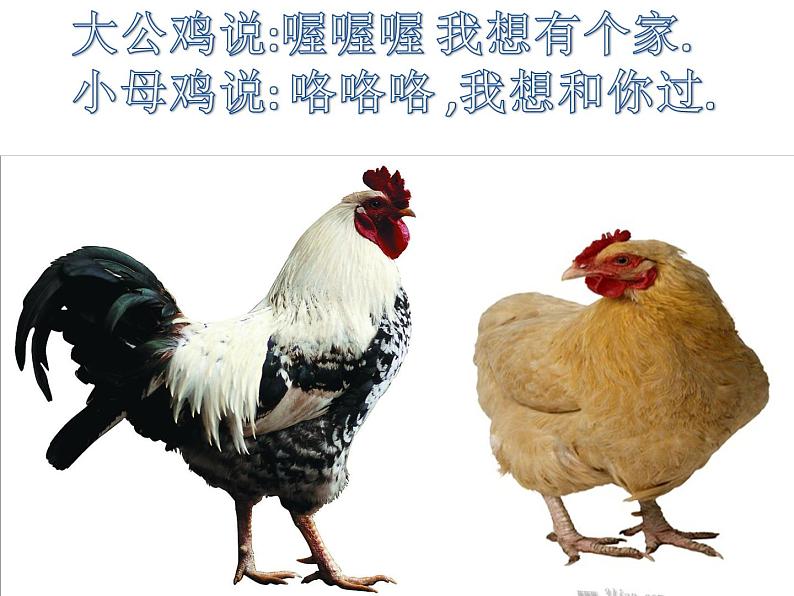 小学音乐小鸡的一家-课件ppt课件04