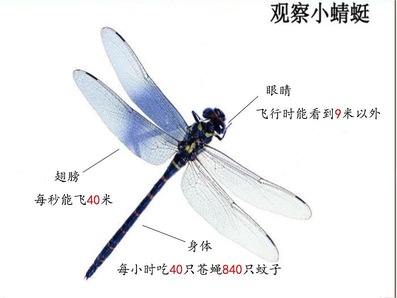 小学音乐小蜻蜓-课件-(4)ppt课件第6页