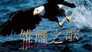 五年级上册雏鹰之歌说课ppt课件