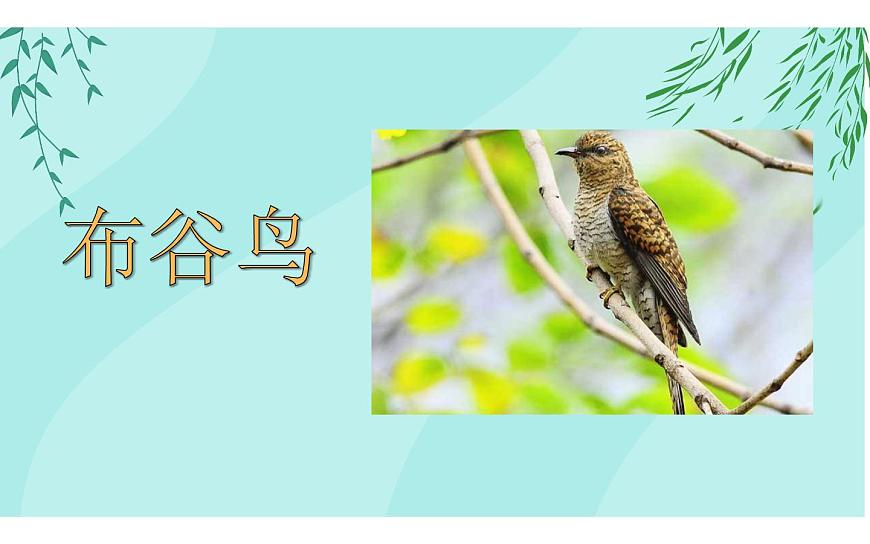 第一課《布谷》課件PPT第4頁