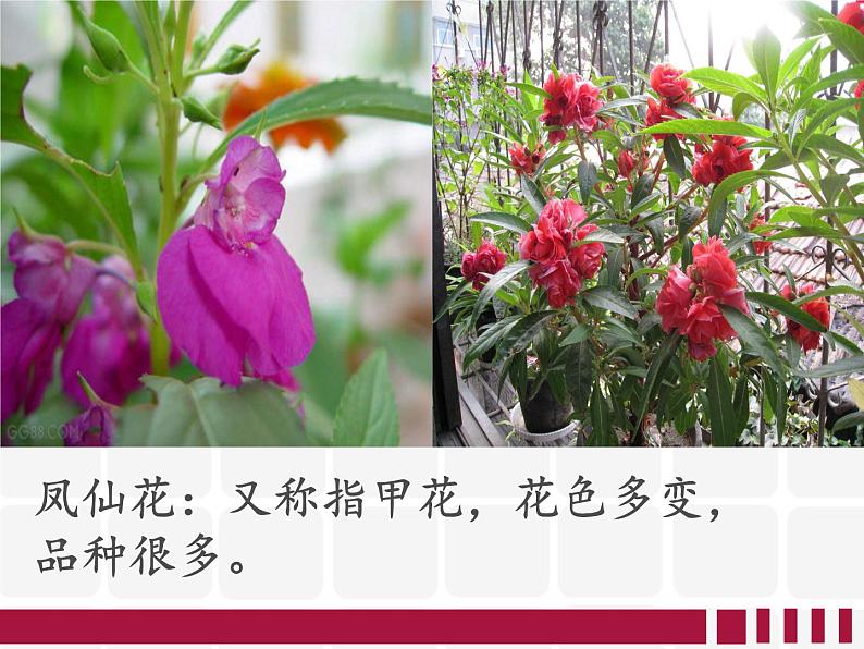 人教版小学三年级音乐对鲜花 课件 (3)04