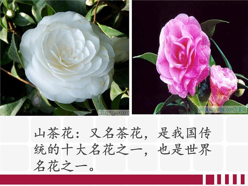 人教版小学三年级音乐对鲜花 课件 (3)05