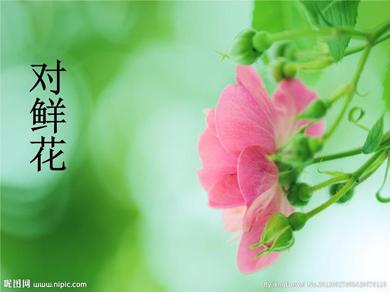 人教版小学三年级音乐对鲜花 课件01