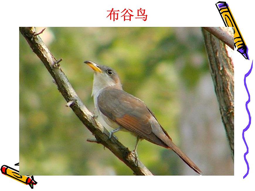 人教版小學(xué)一年級音樂布谷 課件 (3)第3頁