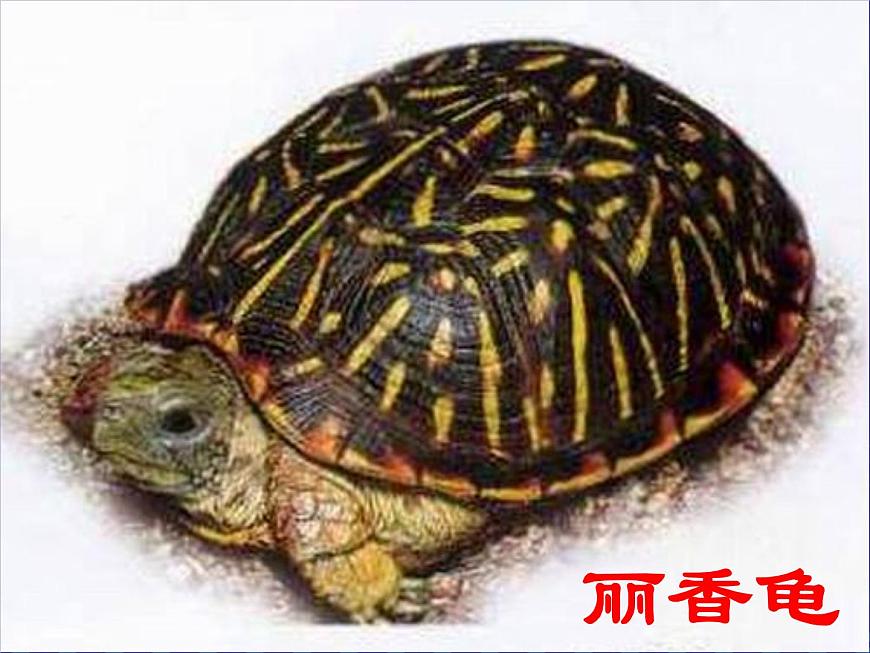 湘藝版小學(xué)二年級音樂(歌表演)小烏龜飛上天 課件 (3)第6頁