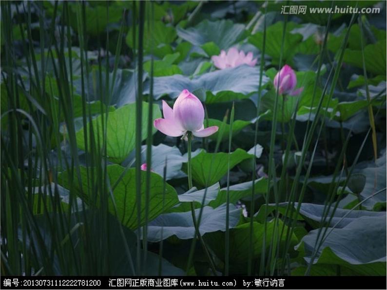湘艺版小学二年级音乐(演唱)数蛤蟆 课件 (5)第1页