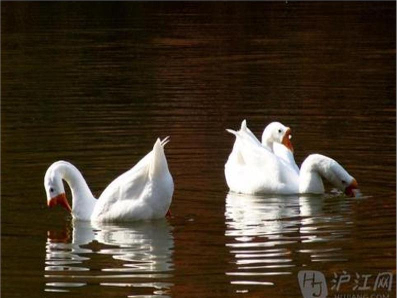 湘艺版小学二年级音乐(演唱)咏鹅 课件 (2)04