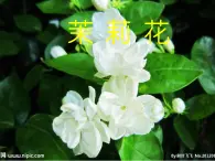 湘艺版小学四年级音乐（演唱）茉莉花 课件 (1)