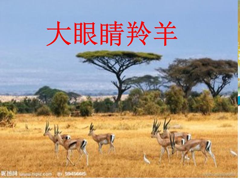 湘艺版一年级音乐(演唱)大眼睛羚羊 课件 (1)第2页