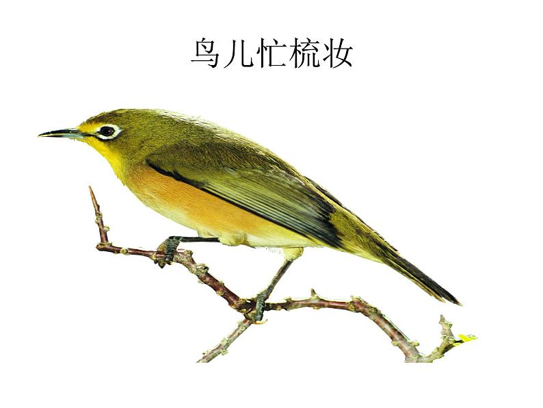 二年级上册音乐课件 第三单元《劳动最光荣》 人教新课标(2014秋) (共10张PPT)05