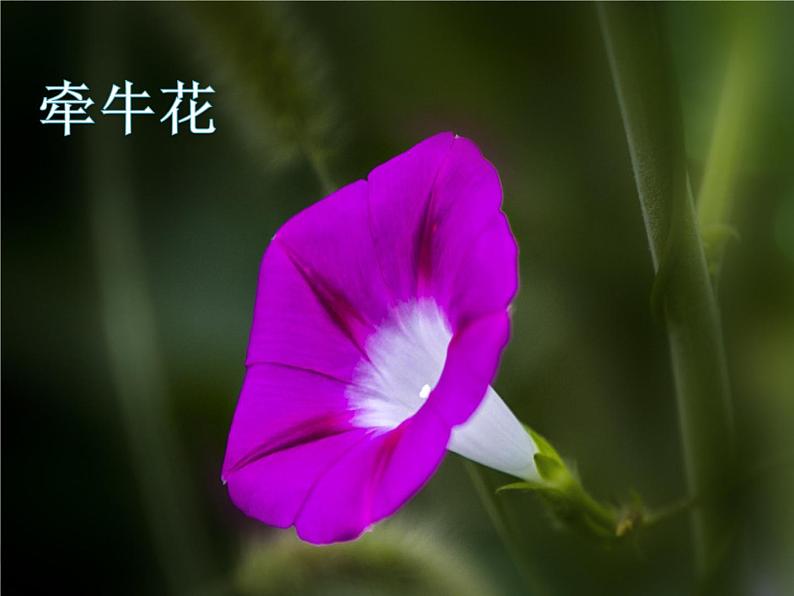 三年级上册音乐课件-歌表演 对鲜花 人教版(2012) (共20张PPT)第6页