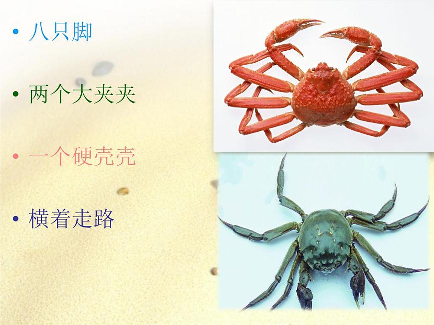 湘藝版二年級(jí)下冊(cè)音樂(lè) 第九課 螃蟹歌_（課件）第3頁(yè)