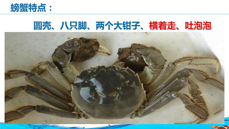 湘艺版二年级下册音乐 第九课 (歌表演)螃蟹歌(5)(课件)第7页