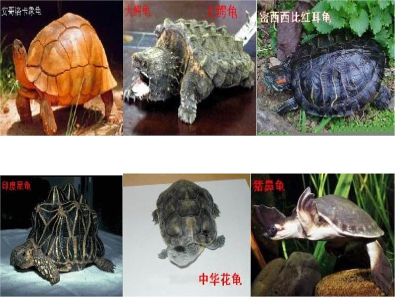 湘艺版二年级下册音乐 第二课 小乌龟飞上天_(课件)第3页