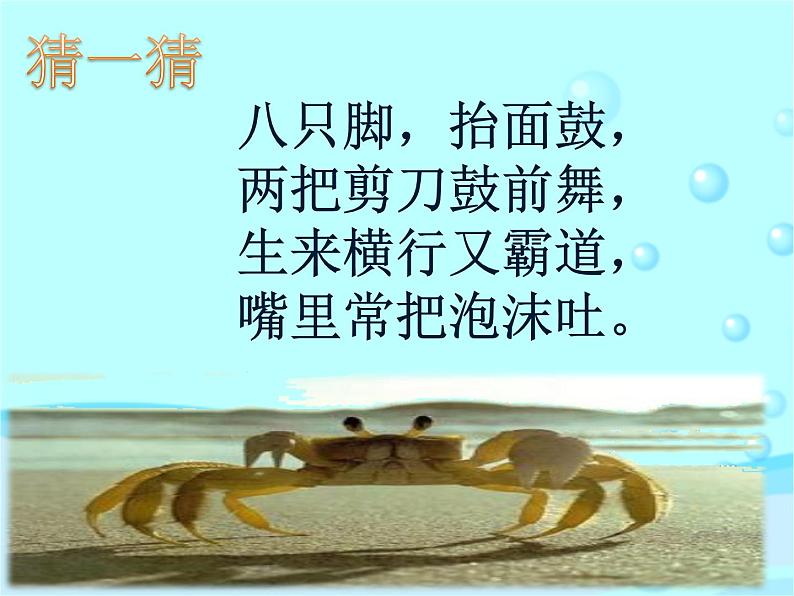 湘艺版二年级下册音乐 第九课 (歌表演)螃蟹歌(4)(课件)02