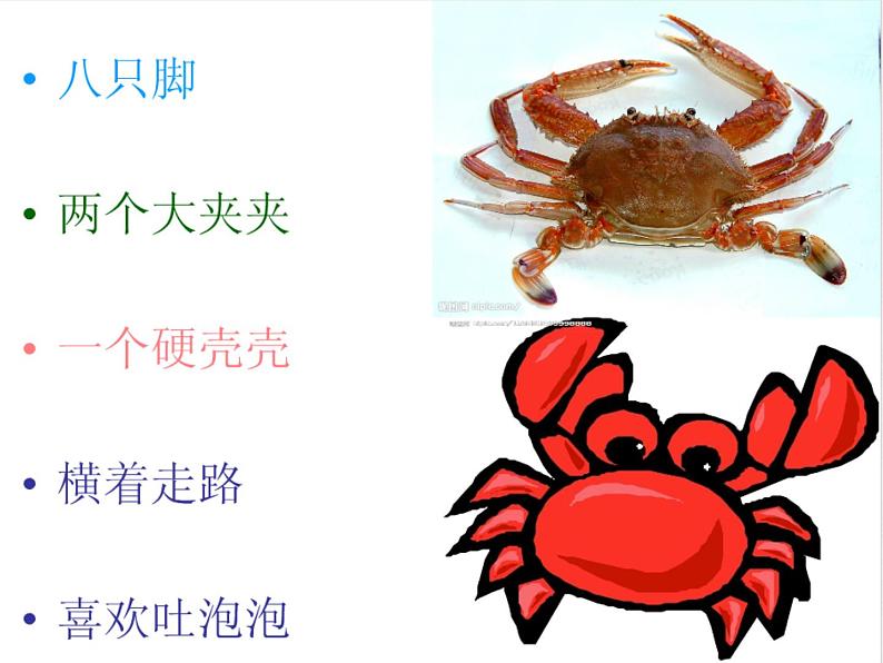 湘艺版二年级下册音乐 第九课 (歌表演)螃蟹歌(3)(课件)03