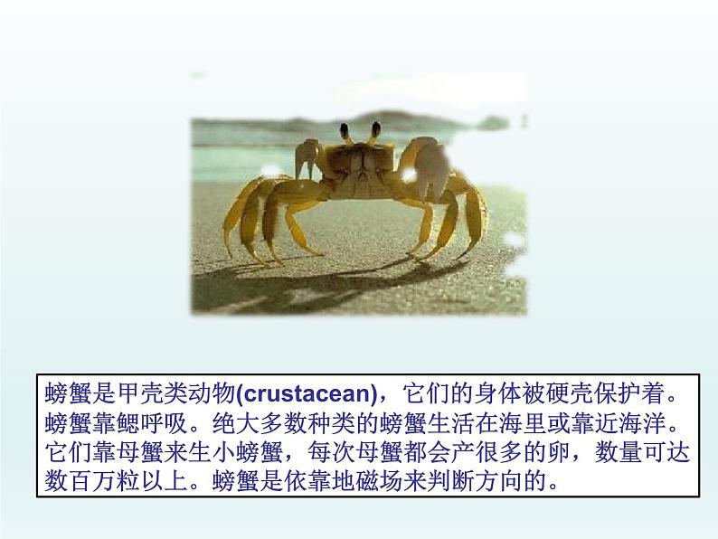 湘艺版二年级下册音乐 第九课 螃蟹歌(课件)第3页