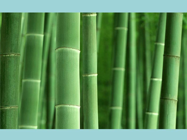 湘艺版二年级下册音乐 第一课 (音乐知识)小节 小节线 终止线_(课件)03