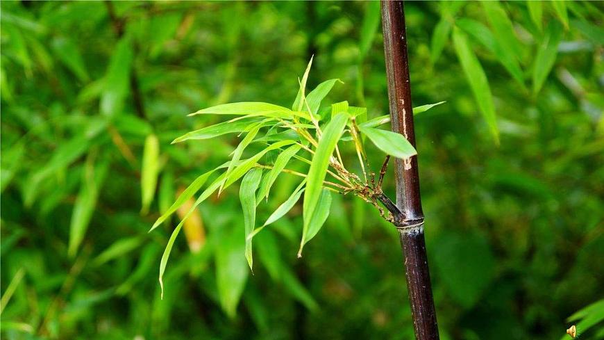 湘藝版二年級(jí)下冊(cè)音樂 第四課 (聽賞)紫竹調(diào)(課件)第6頁