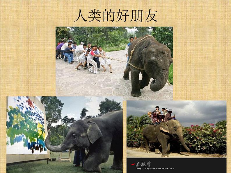 小学音乐人音版 一年级下册 可爱的小象 1 课件第4页