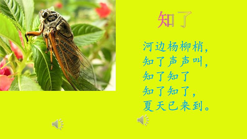 小学音乐人音版 二年级下册 知了 课件03