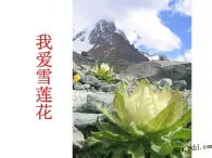 小学音乐人音版  二年级下册 我爱雪莲花 1 课件
