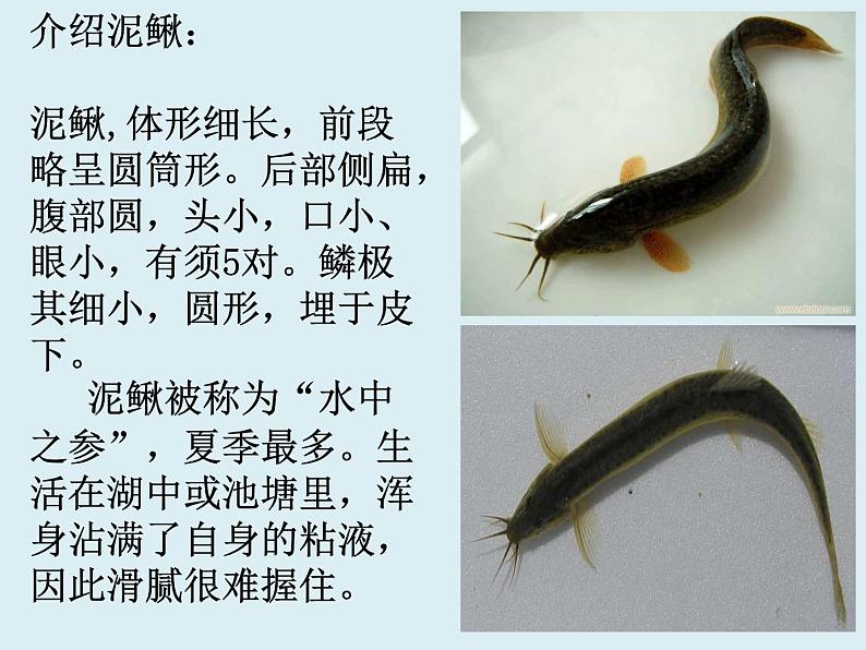 小学音乐 人教2011课标版(简谱) 三年级上册 唱歌 捉泥鳅 捉泥鳅课件 省优课件第4页
