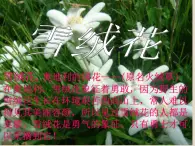 西师大版五下音乐 5.2.2雪绒花 课件