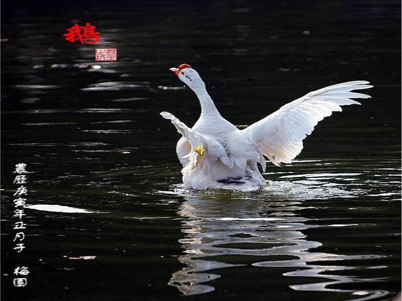 一年级下册音乐课件第三单元 唱歌 咏鹅|人教版第1页