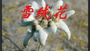 小学音乐西师大版五年级下册唱歌 雪绒花课文课件ppt