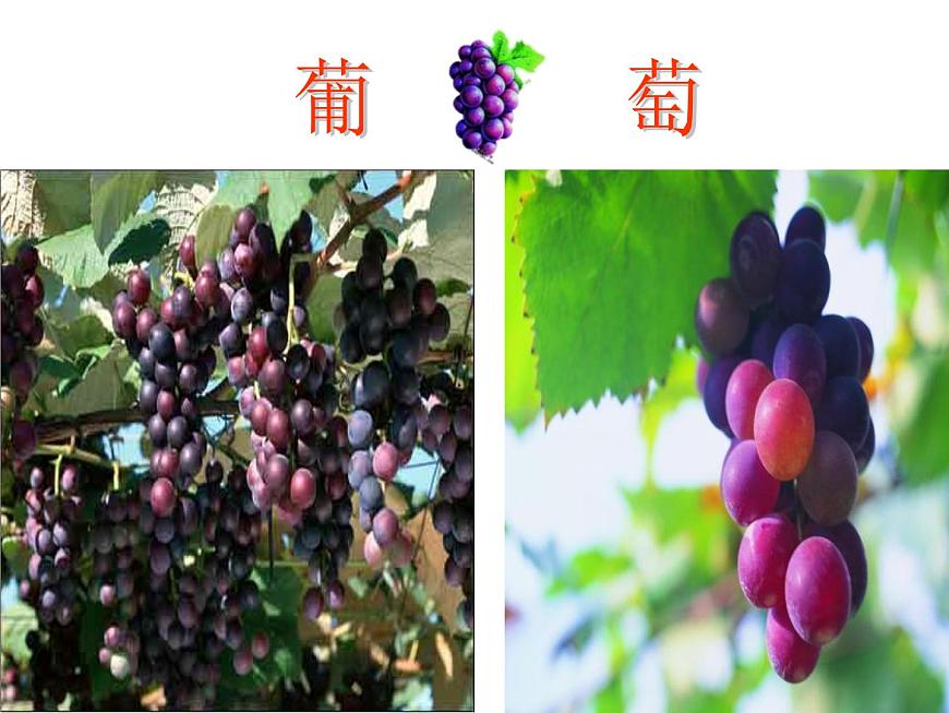 湘藝版小學(xué)音樂四下 8.4演唱 蝸牛與黃鸝鳥 課件第5頁