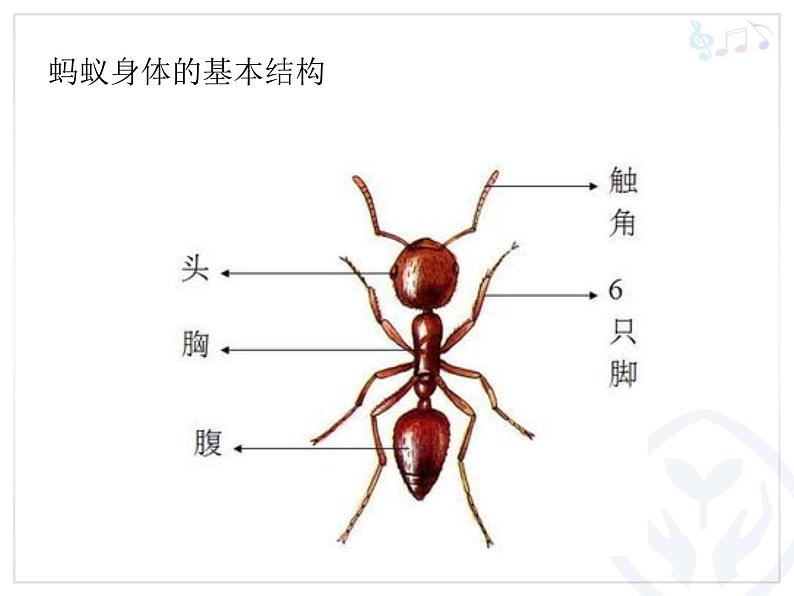 一年级下册音乐课件 - 第一单元《唱歌 小蚂蚁》人教版 20张06